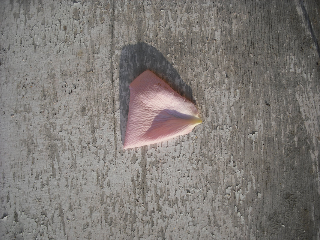 Photo of flower petal on rough surface