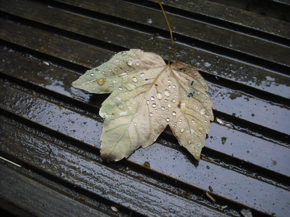 Fallen leaf on a wooden deck, covered in rain