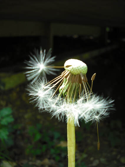 Photo of fading dandelion